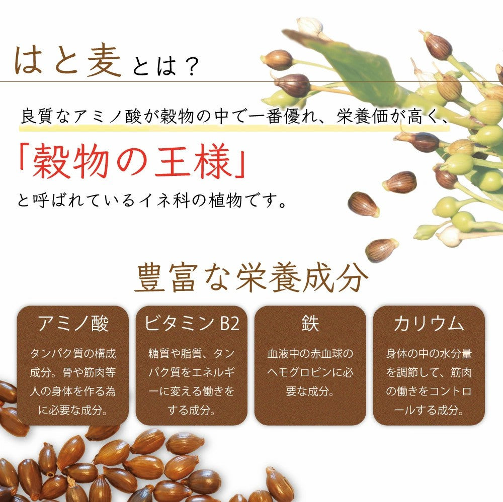 ハトムギ茶 100包 はと麦茶 国産 水出し アイス 国産はと麦茶 ハト麦茶 ハト麦 健康茶美容茶 お茶 鳩麦茶 ノンカフェイン  残留農薬?放射能検査済 マイボトル ふくちゃ がぶ飲み はとむぎ茶ティーバッグ2.5g×100包 ふくちゃ